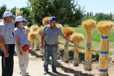 Farmers at a demonstration plot in Kostanay