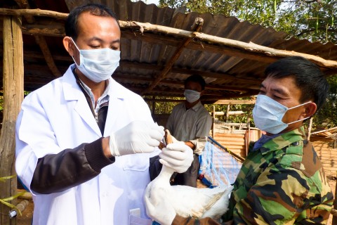 Farmer Vo Duy Ich, right, works closely with veterinary officials in Laos to ensure that his flock of layer ducks stays healthy.
