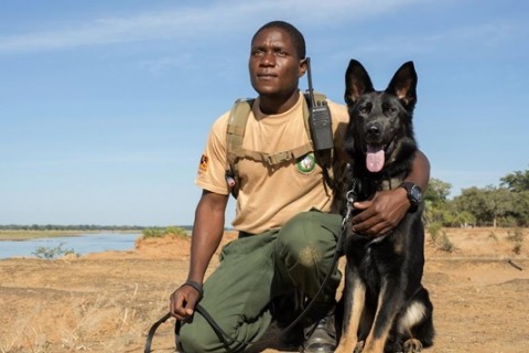 Game ranger Peter Tembo with his partner, Lego. Part of the USAID-funded Canine Detection Team fighting wildlife trafficking in Zambia’s Lower Zambezi National Park. Photo courtesy of Conservation Lower Zambezi.