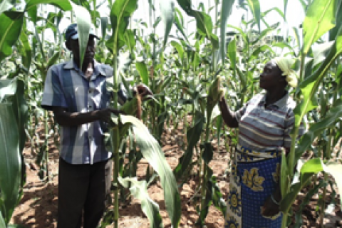 Mutua Kaite and his wife in their maize farm, grown under irrigation thanks to USAID and UN World Food Program (WFP)-supported farmer field schools. 