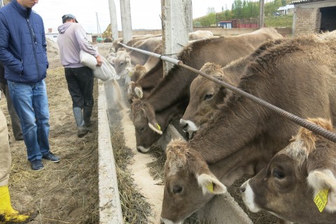 Cows that were producing 9 liters of milk are now producing up to 17 liters