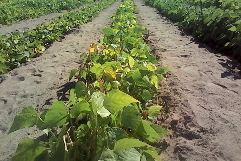 A farmer's field in Manicaland where fertility trenches have been used to grow vegetables