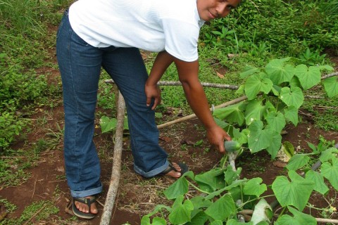María Leisa Rodríguez manages the bountiful harvests of her farm. 
