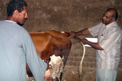 Veterinarian Mohamed El Sherif, right, performs a check-up during a regular visit to a small farm in Menya.