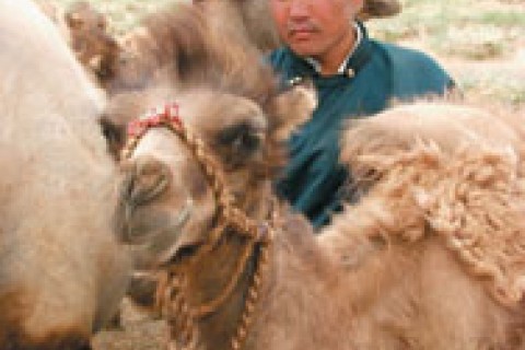 Mr. Ikhbayar with his camels. 