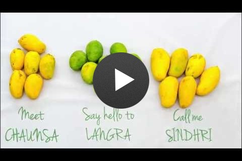 USAID Helps Pakistani Mango Go Places!