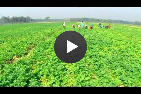 Improved Potato Farming Yields Results in Bangladesh