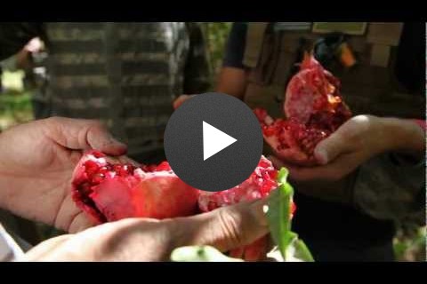 Farmer to Farmer: Arghandab Pomegranates