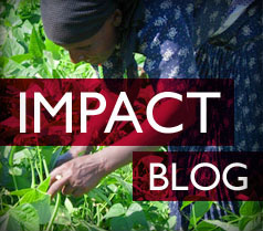 Impact Blog